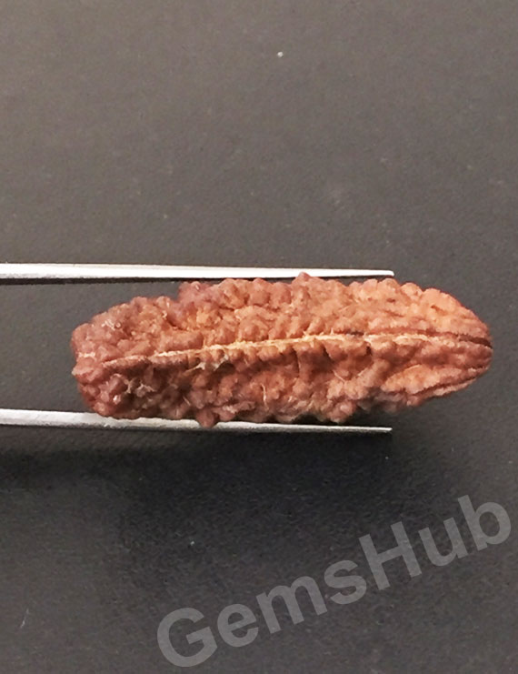 1 Face/Mukhi Certified Rudraksha Premium Quality